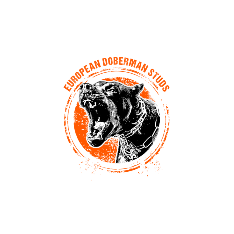 European Doberman Studs